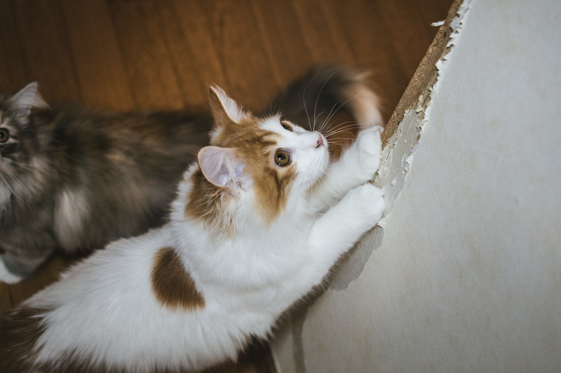 一人暮らしで猫を飼う前に知っておくと良いポイント！必要な費用や注意 